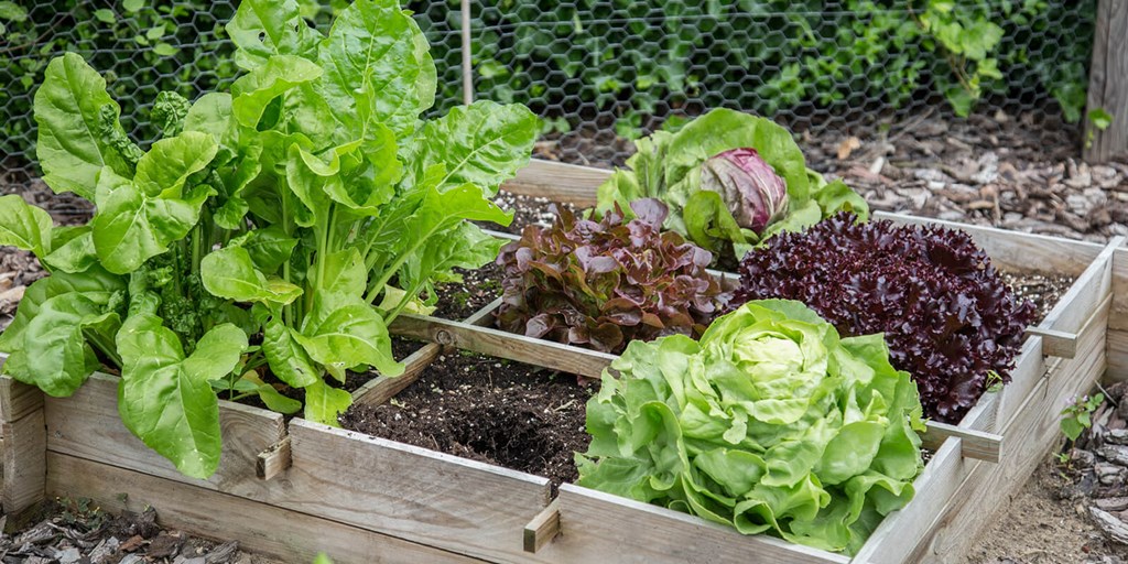 Tips for Growing a Victory Garden