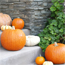 Pumpkins on steps