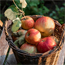 Apples in basket